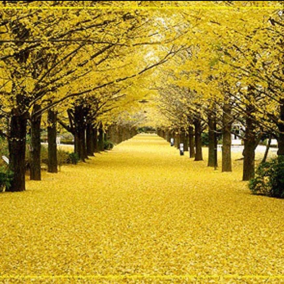 ꧁꫞꯭阳光☀金灿꫞꧂