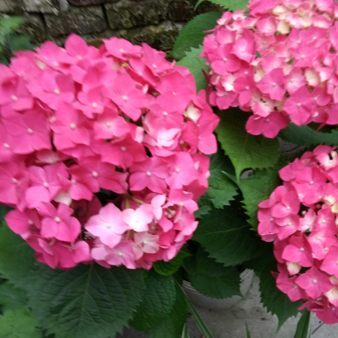 家豪