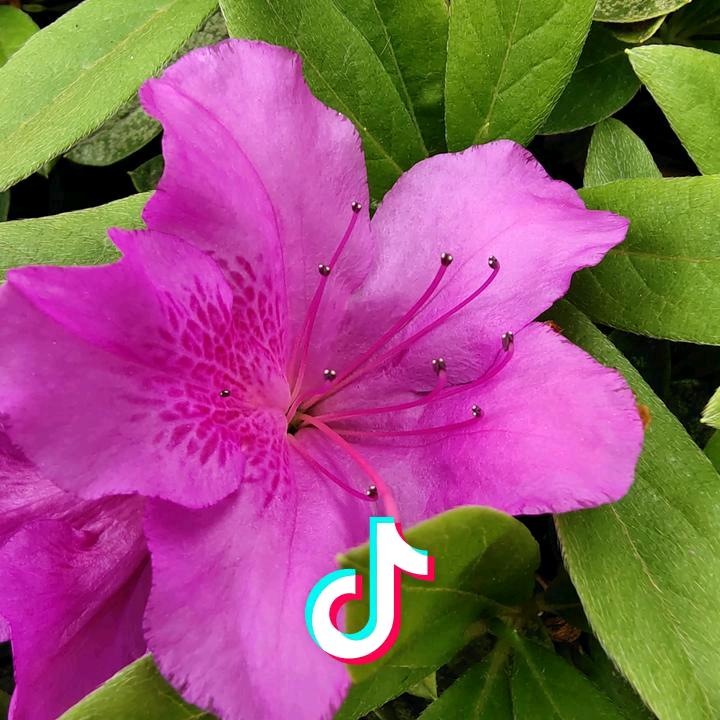 火莲花
