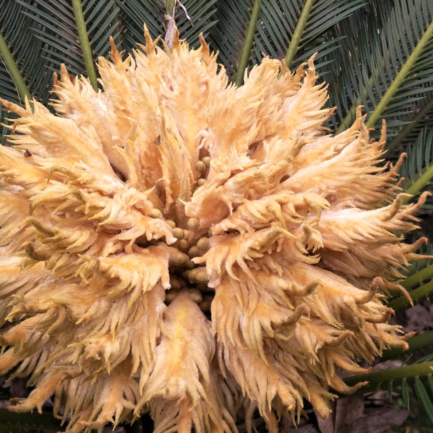 🌴燚