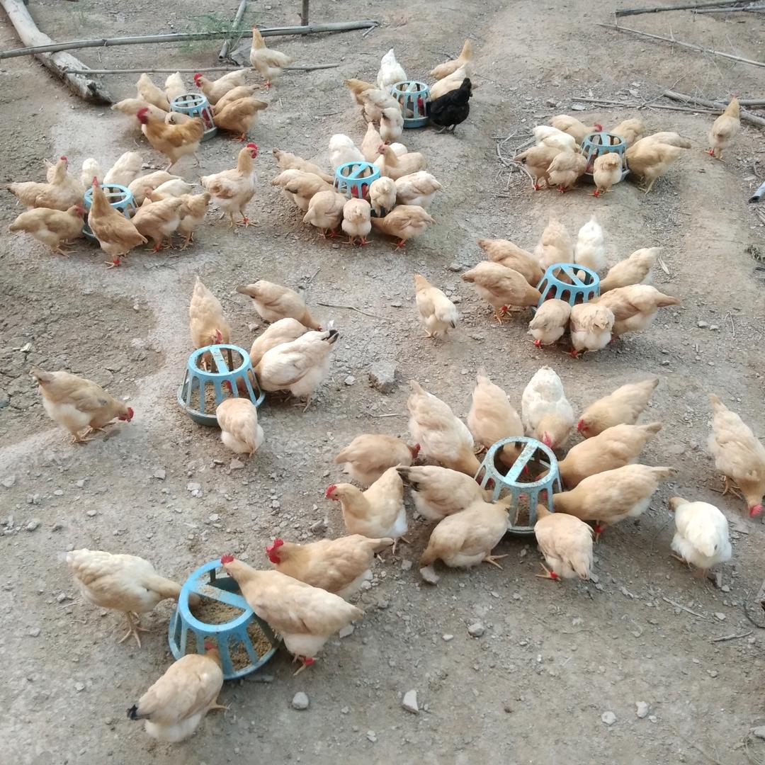 广东省河源龙川金鑫农场