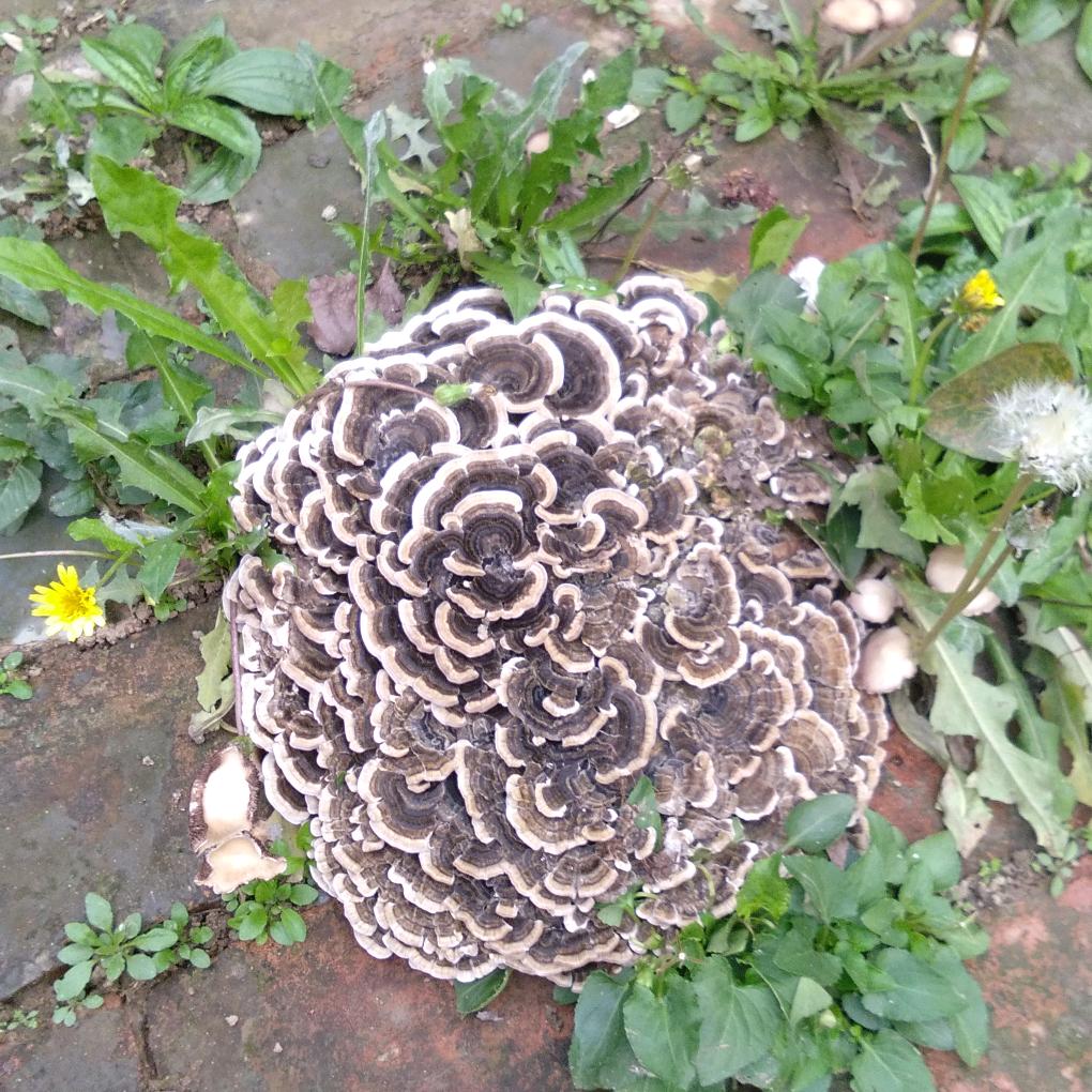 麦穗