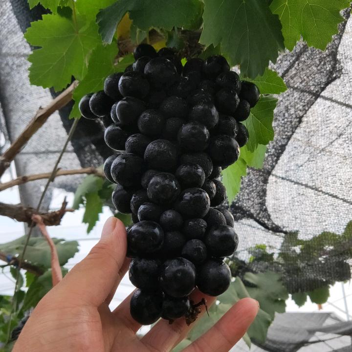脱毒葡萄苗培育基地