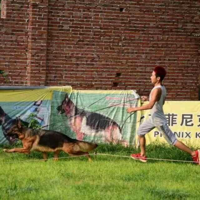🐶狗子🐶