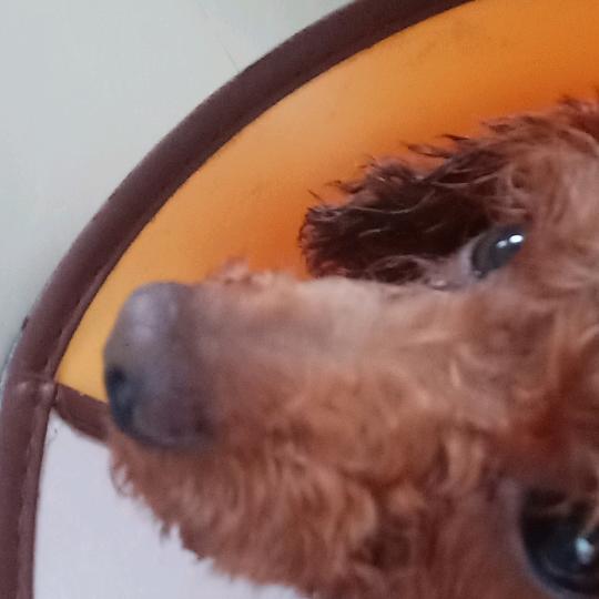 都市养犬人