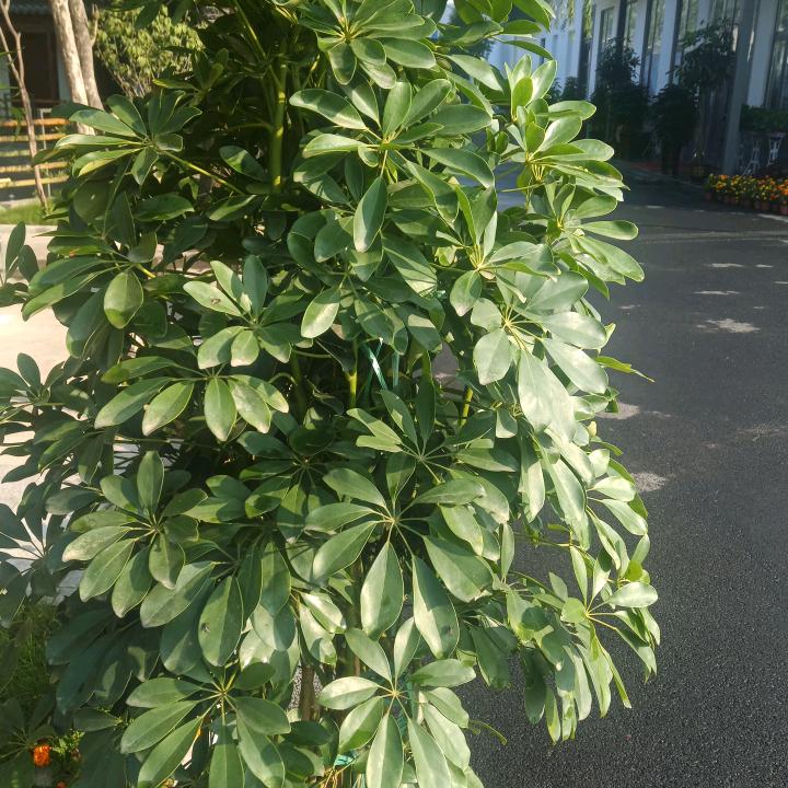 三哥