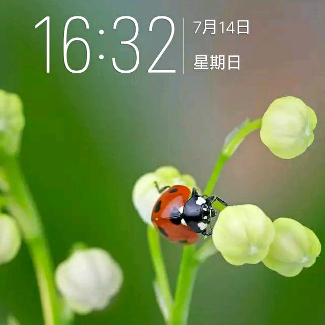 迪拜疯狂（王芝菊）