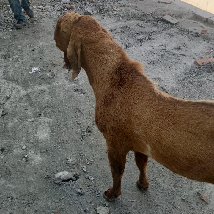 阿飞飞
