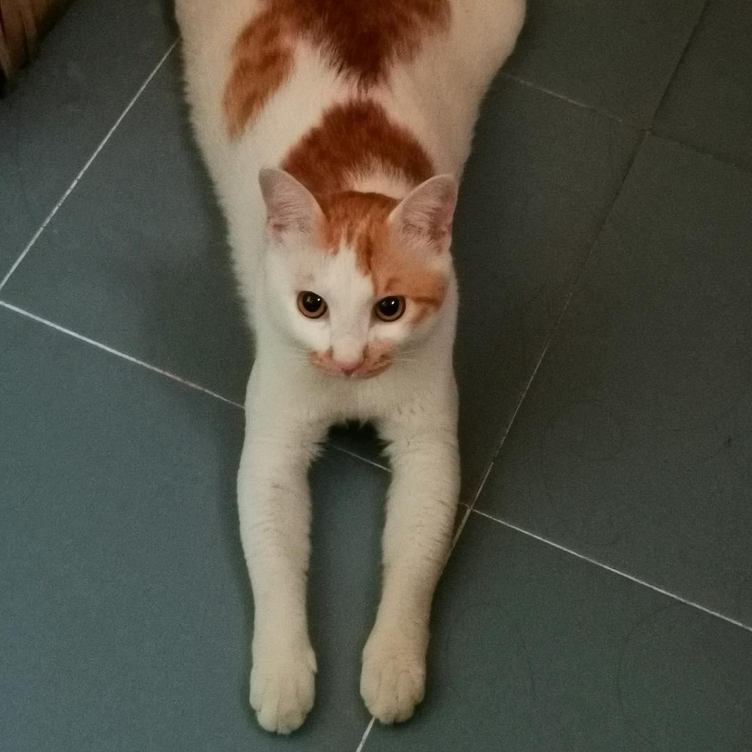 幸福的奶茶