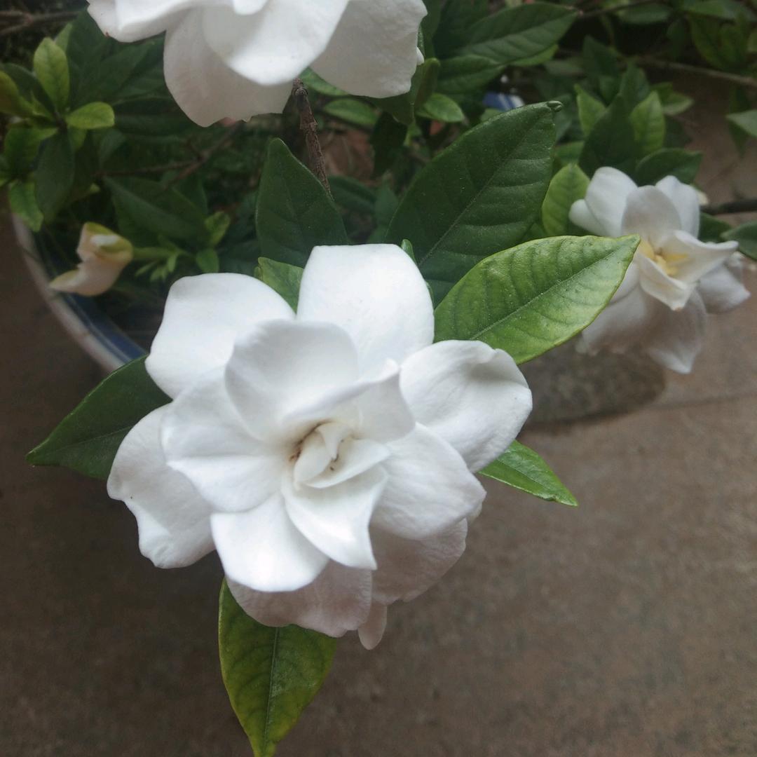 栀子