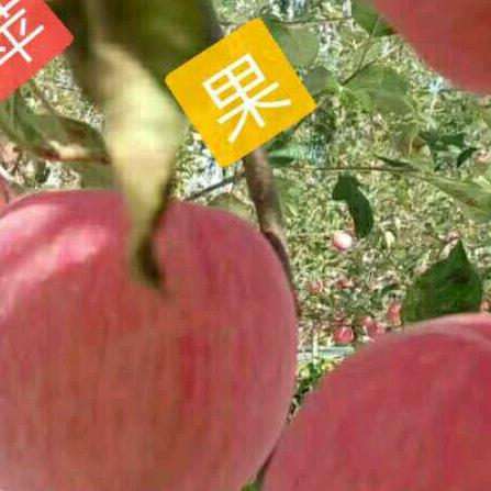 红玫瑰🌹🌹🌹🌹🌹🌹🌹🌹