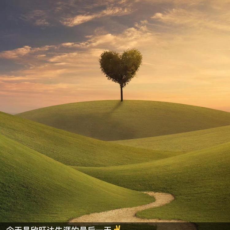 胡大丹