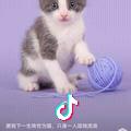 花 猫