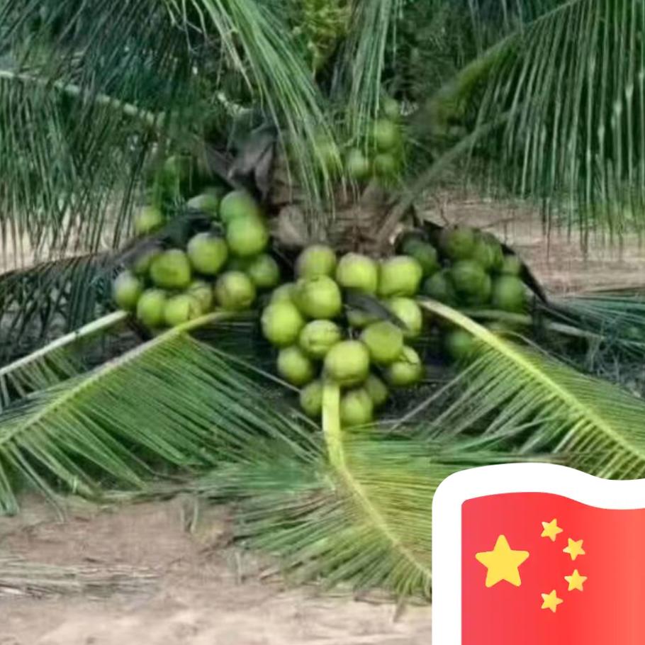 温水煮蜜瓜