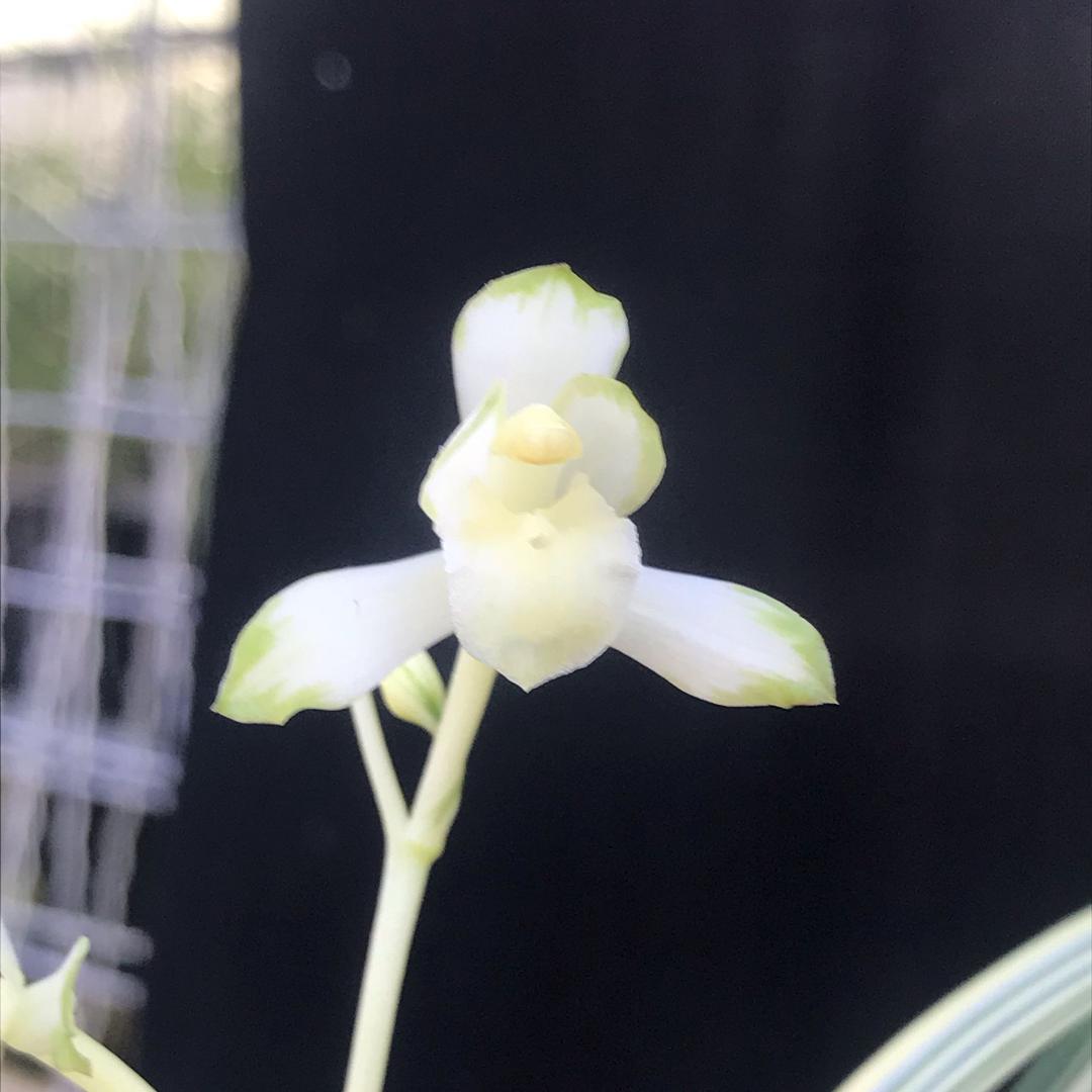 蝶舞兰花