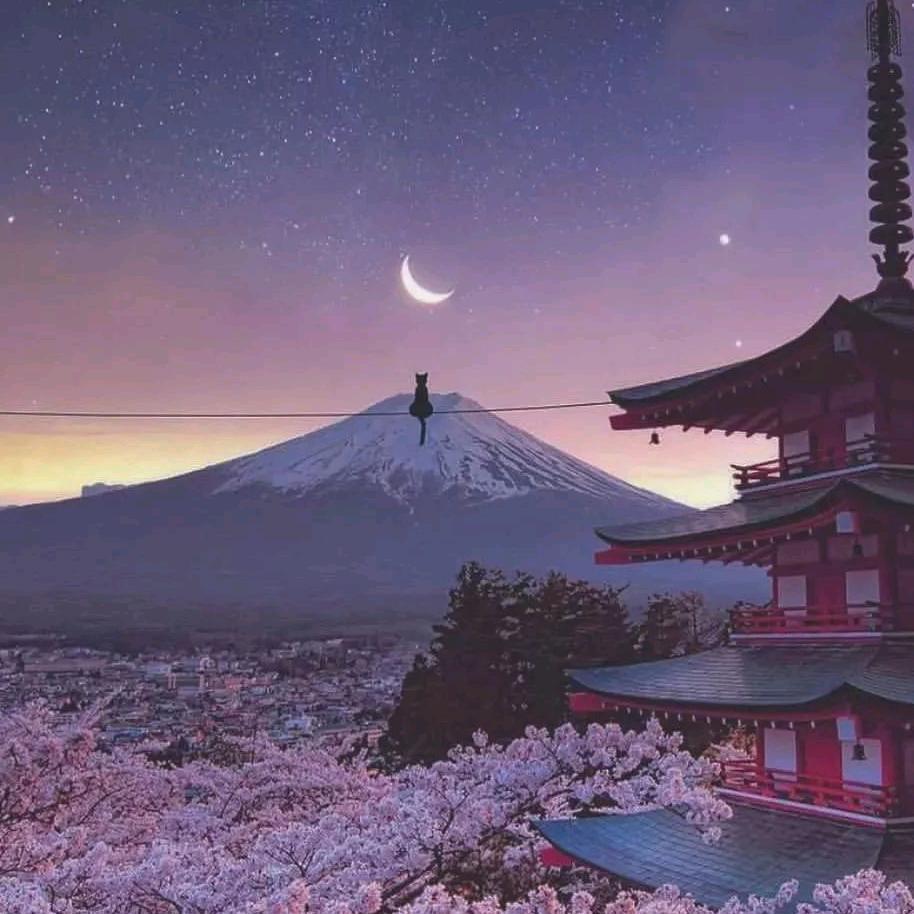 甜橘