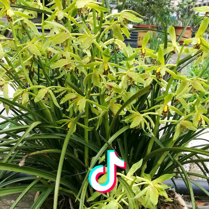 平常心