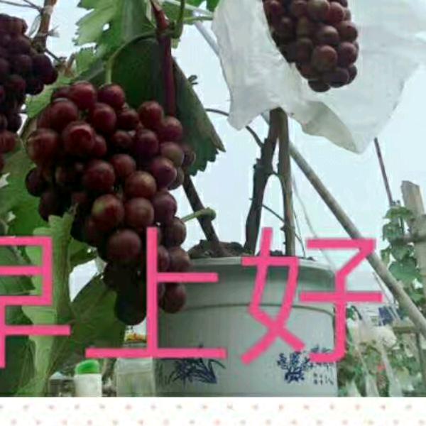 东和店，大李葡萄园