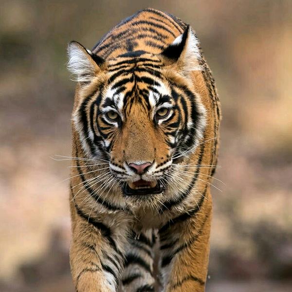 风雨过后便是晴天