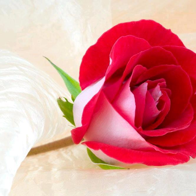 用户4363552692552开心果