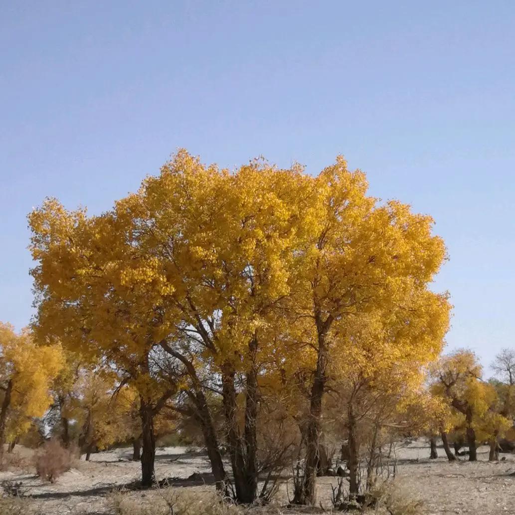 大友说房产（奕航房产）