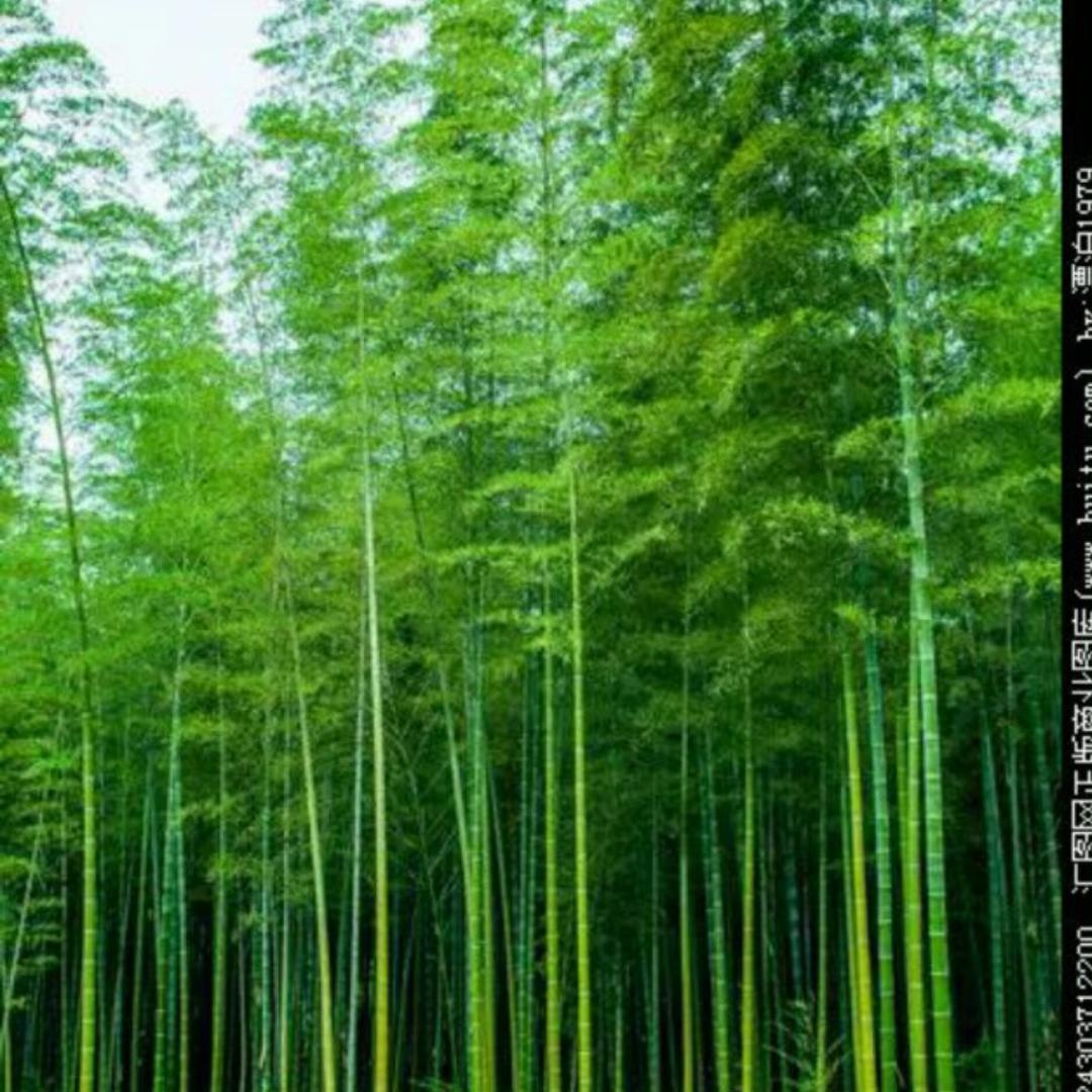 竹松针织库存贸易