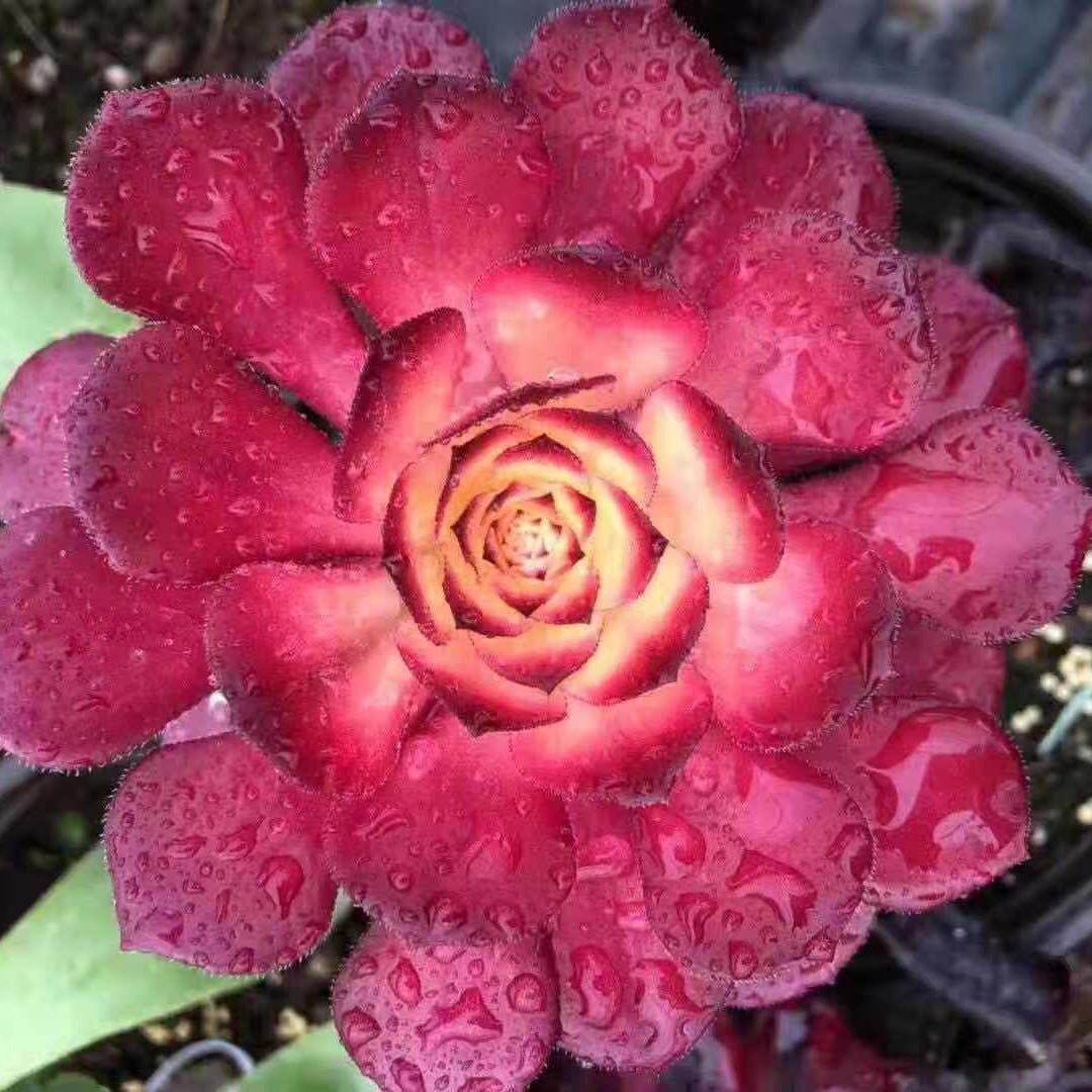 芳芳法师多肉