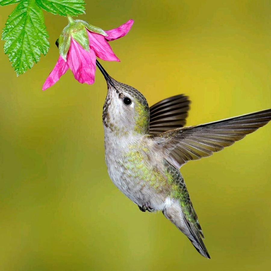 用户701347498张哥