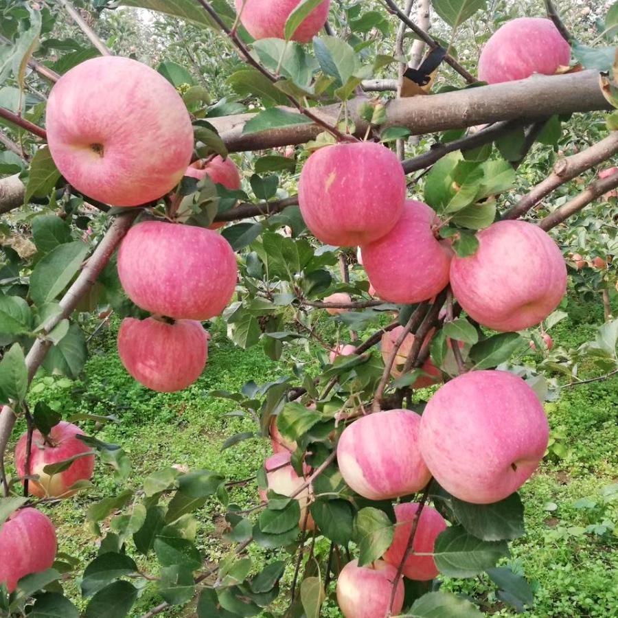 内丘县老旱地家庭农场（橱窗好物）