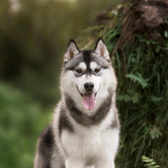 她      他       牠