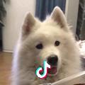 大白狼
