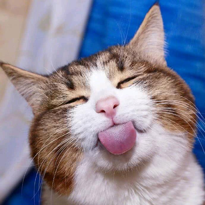 猫哥威武