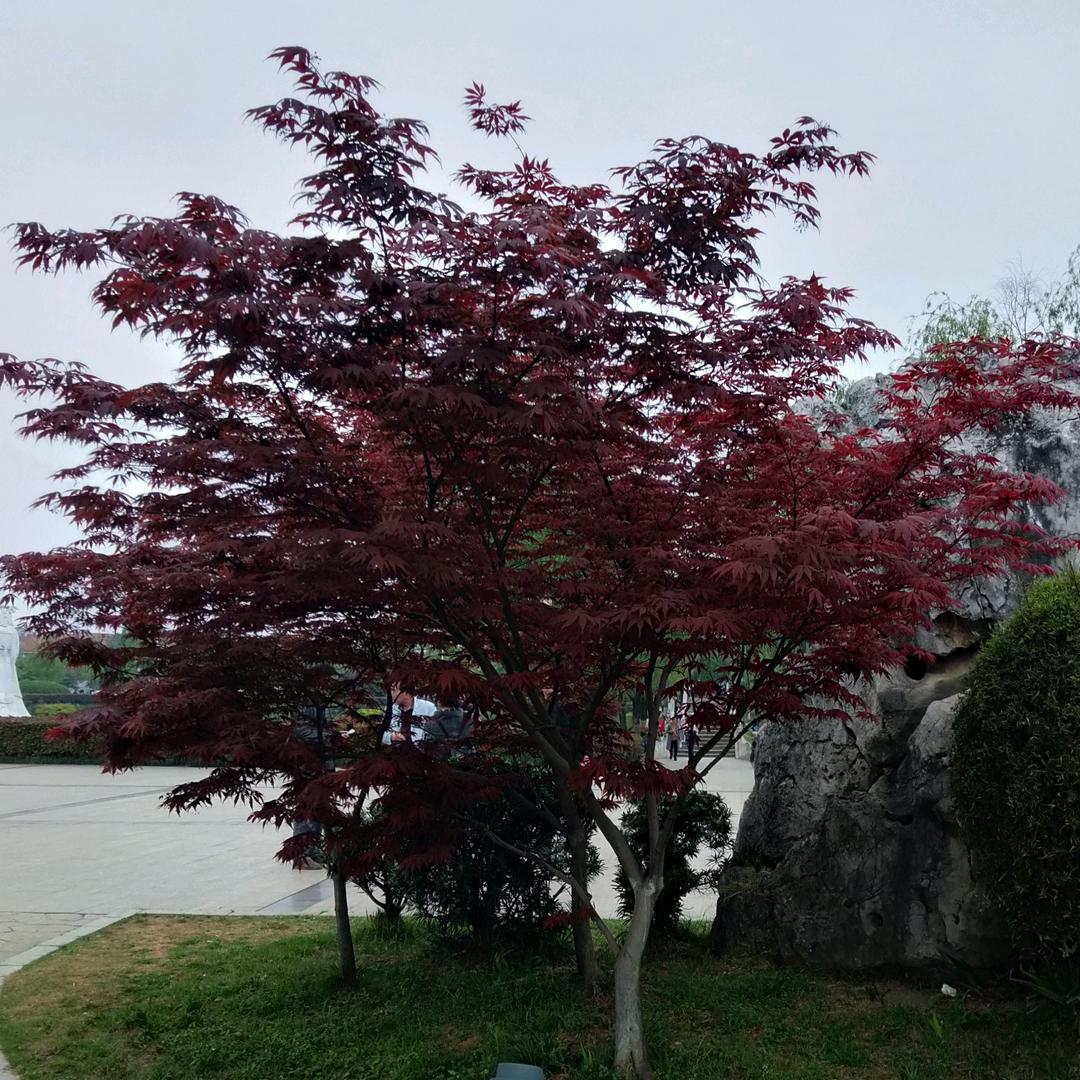 希玛门窗，伟昌铝材，小晗