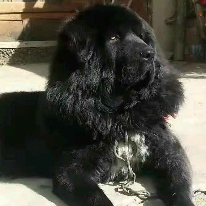甘南洮滨原生藏獒舍