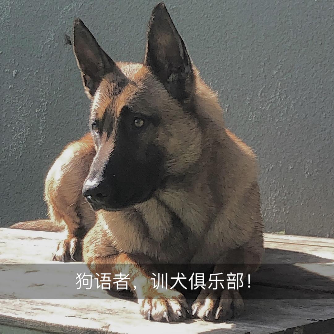 张家口-明星宠乐园（训犬）