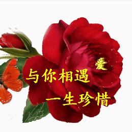 兰花草