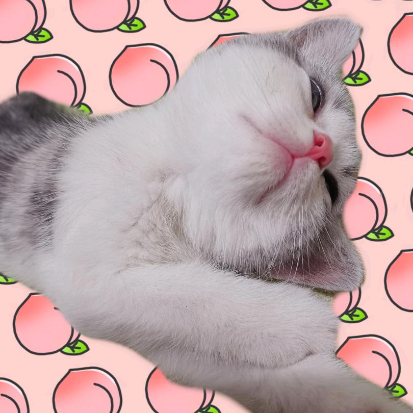 爱吃肉肉的旺仔