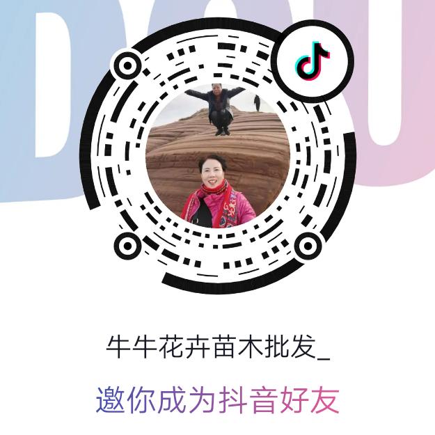 牛牛花卉苗木批发_