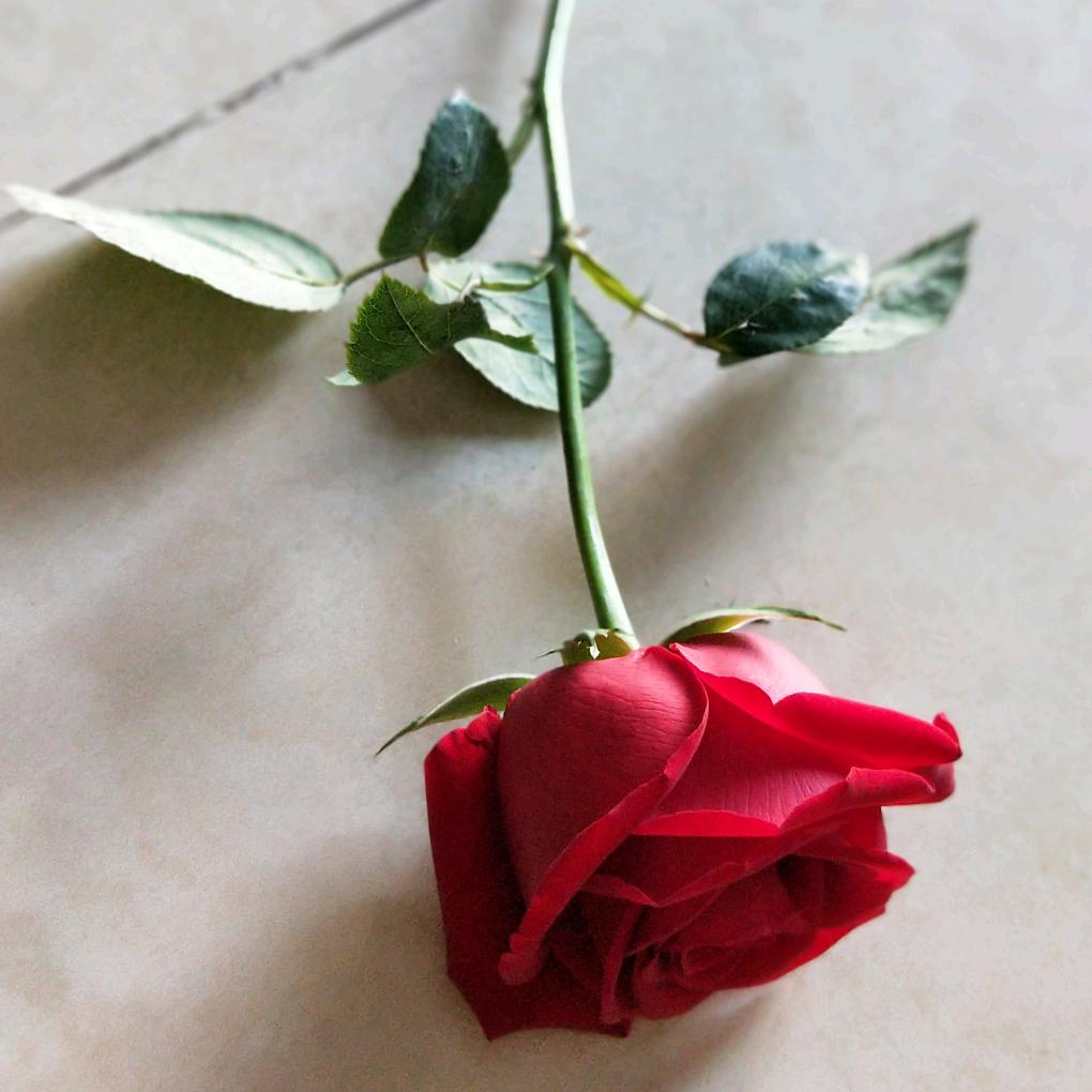 ღ᭄🥀半颗糖ღ᭄：