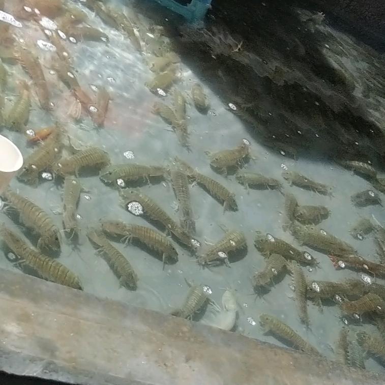 张记野生海鲜