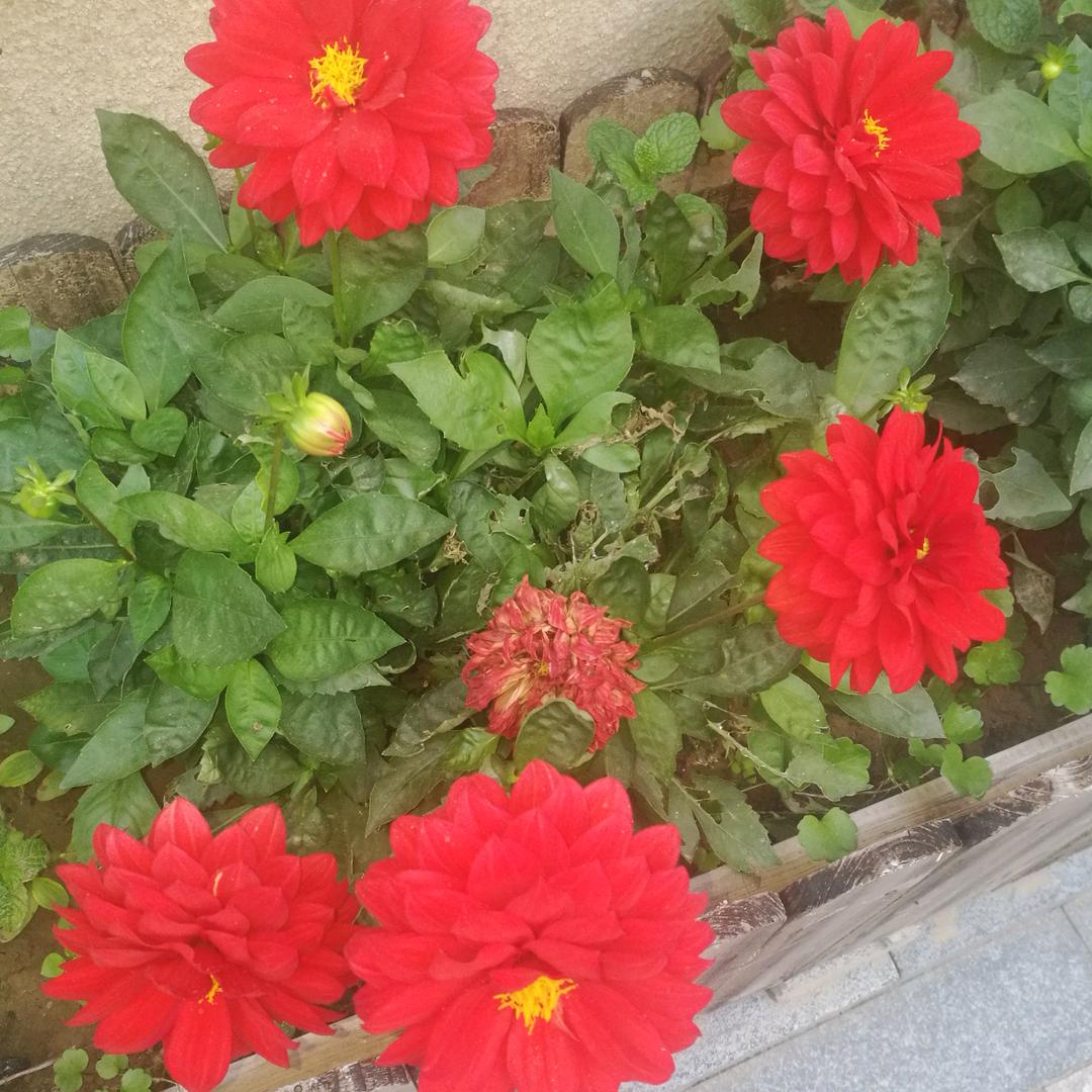 玫瑰