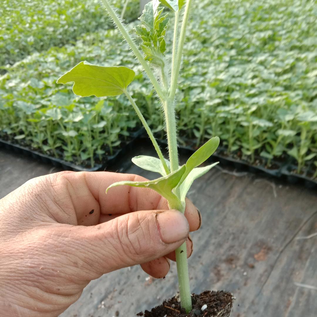 宿州市科鑫苗木有限公司