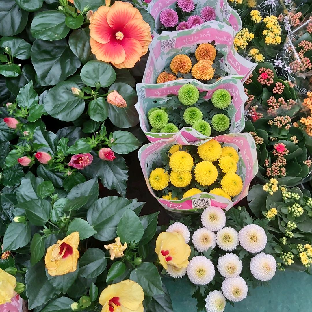 玫瑰花开