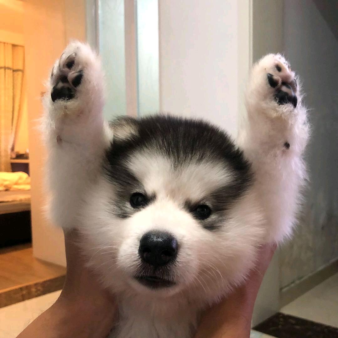阿巴阿巴