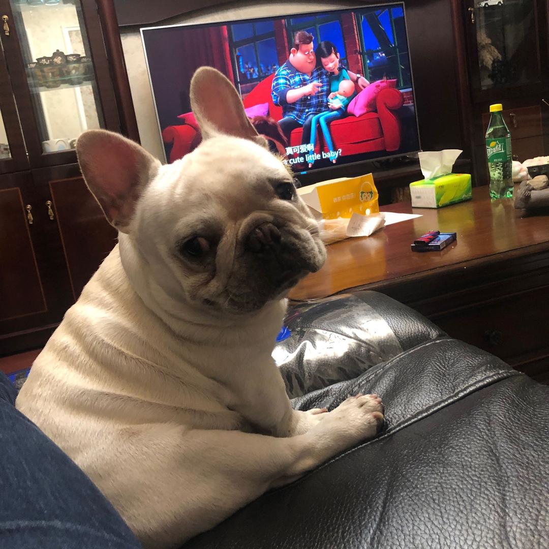 法斗Captain也叫小tenten