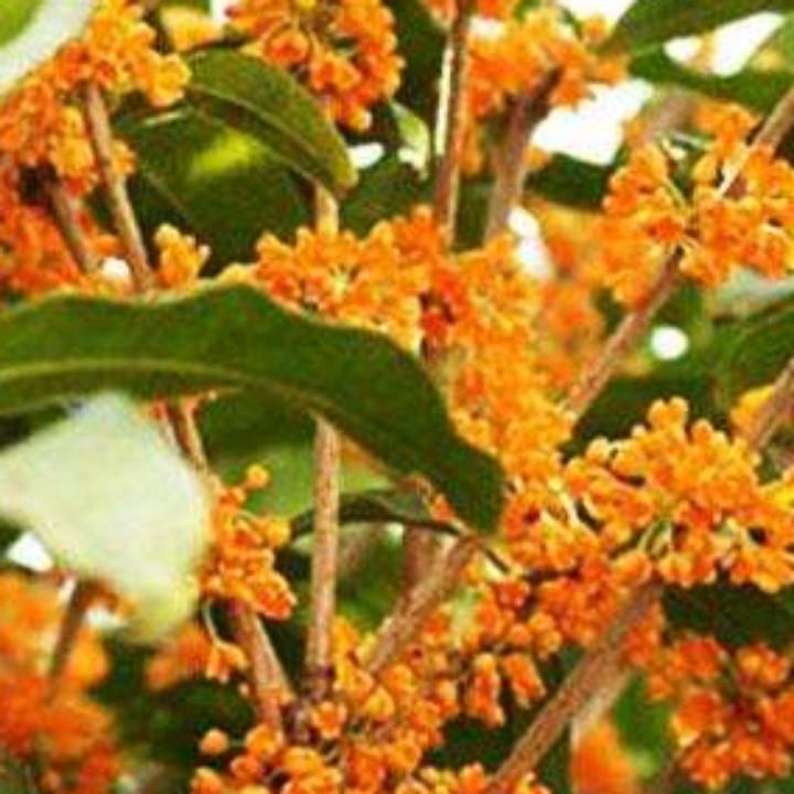 一丛深色花