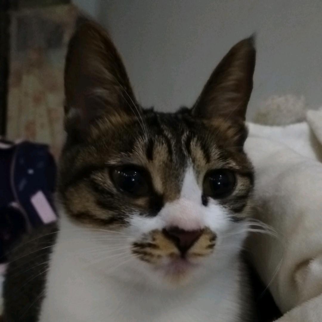 彭先碧