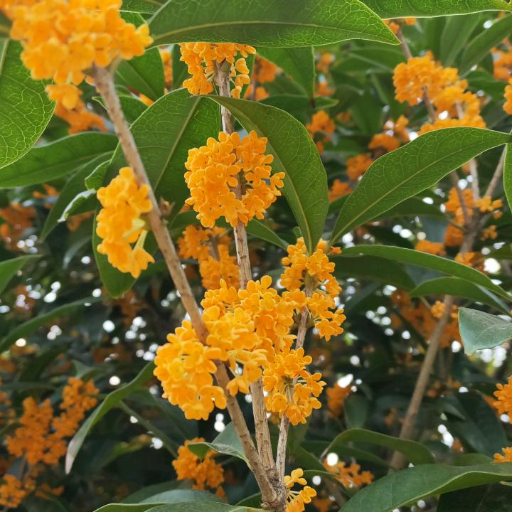 木子