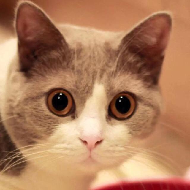 婀娜