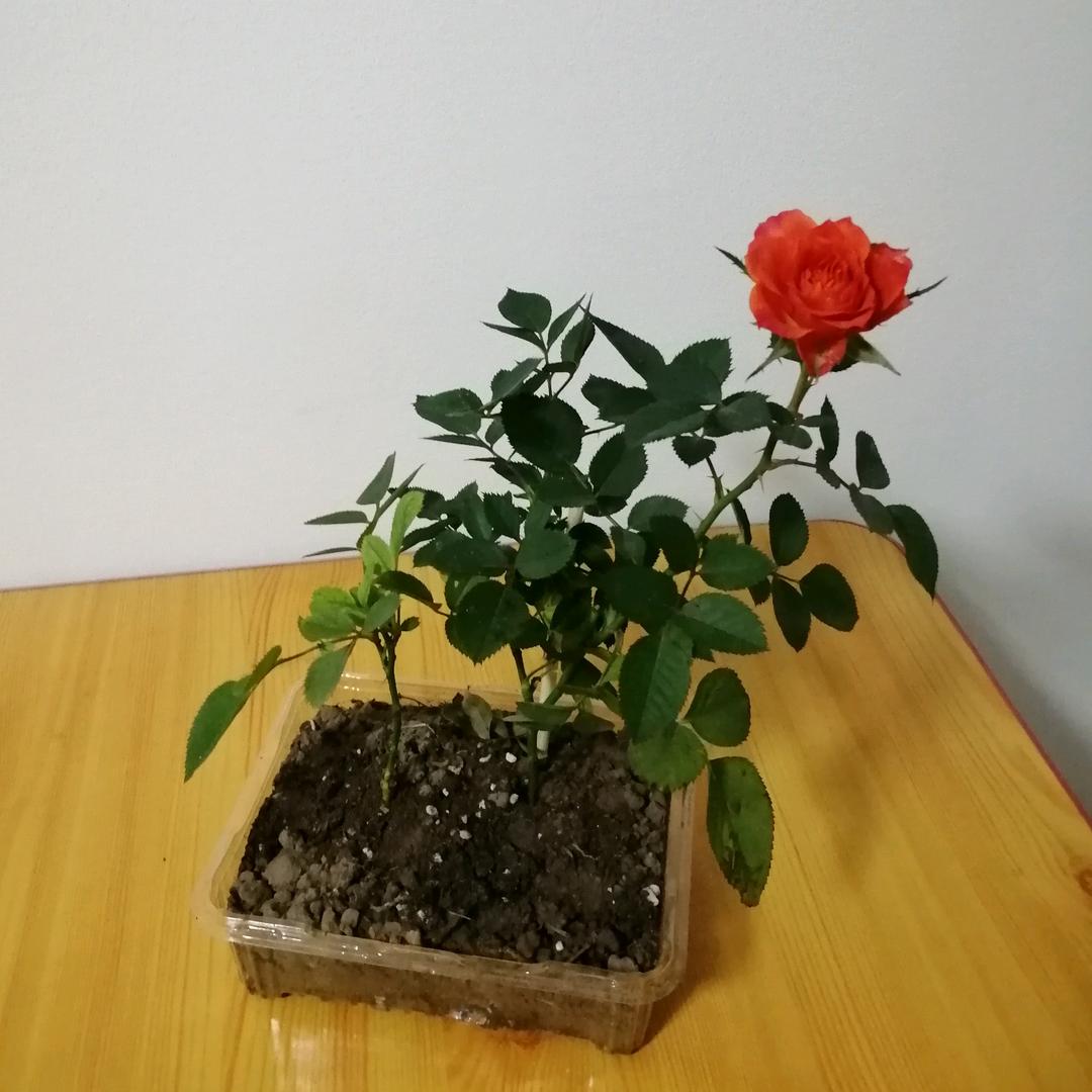 隰有兰兮兰有枝